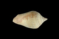 藏品(多環鳳凰螺)的圖片